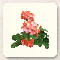 Red-Tipped Pink Geraniums cork coasters