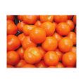 Red Tomatoes postcard