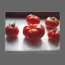 Red Tomatoes Postcard postcards