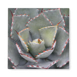 Red-toothed agave fridge magnets