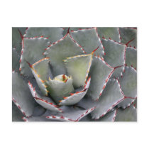 Red-toothed agave postcards