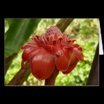 Red Torch Ginger Card