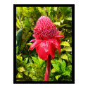 Red Torch Ginger Exotic Hawaiian Poster Prints by naturalilly Red Torch Ginger Exotic Hawaiian Poster Prints