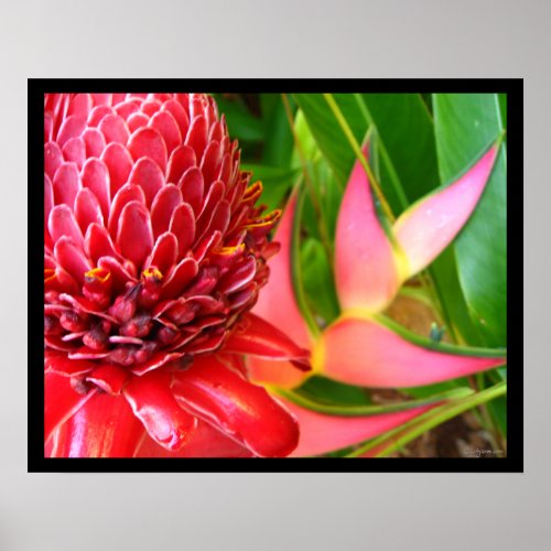 Red Torch Ginger Heliconia Flowers Posters print