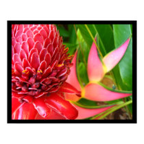 Red Torch Ginger Heliconia Flowers Posters posters