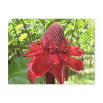 Red Torch Ginger postcards by dlgray Red Torch Ginger postcards
