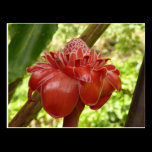 Red Torch Ginger Postcard
