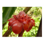 Red Torch Ginger Postcard