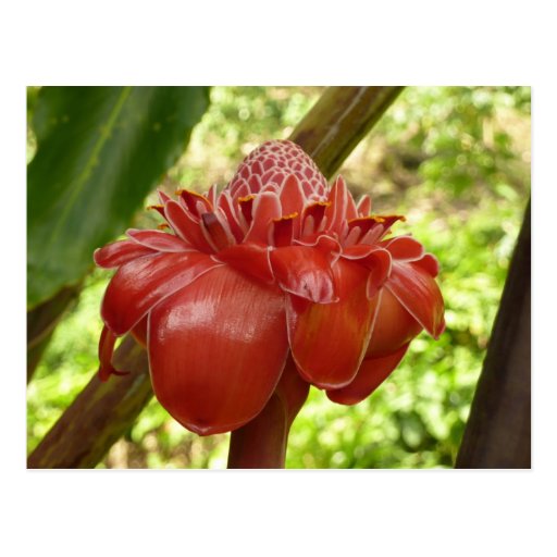Red Torch Ginger Postcard