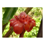 Red Torch Ginger Print