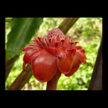 Red Torch Ginger Print