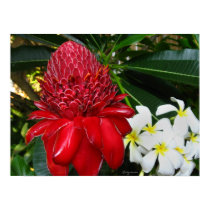 Red Torch Ginger White Plumaria Flowers Posters posters by naturalilly Red Torch Ginger White Plumaria Flowers Posters posters
