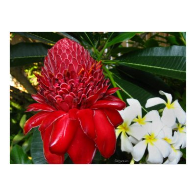 Red Torch Ginger White Plumaria Flowers Posters by naturalilly