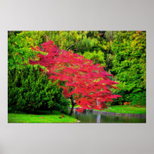 Red tree poster