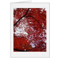 red trees cards by guajero red trees cards