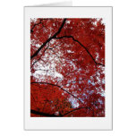 red trees cards