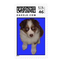 Red Tri Australian Shepherd (Aussie) Postage Stamp