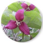 Red Trilliums