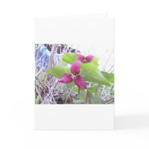 Red Trilliums cards