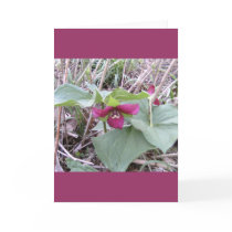 Red Trilliums cards
