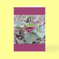 Red Trilliums cards