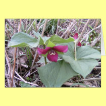 Red Trilliums cards