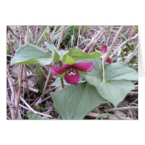 Red Trilliums cards
