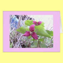 Red Trilliums cards