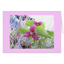Red Trilliums Cards
