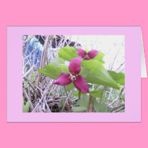 Red Trilliums cards by eelkat Red Trilliums cards