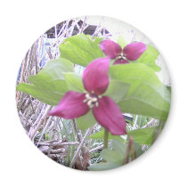 Red Trilliums magnets
