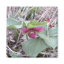 Red Trilliums magnets
