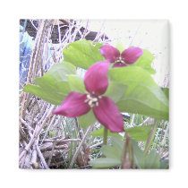 Red Trilliums magnets