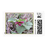 Red Trilliums Red Trilliums