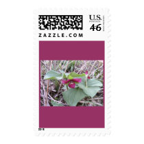 Red Trilliums postage