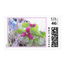 Red Trilliums Postage Stamps