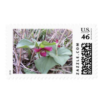 Red Trilliums postage
