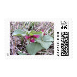 Red Trilliums Postage Stamp