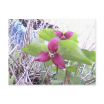 Red Trilliums postcards by eelkat Red Trilliums postcards