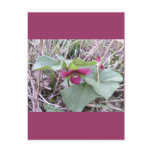 Red Trilliums Red Trilliums