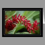 Red Tropical Plant Blank Card