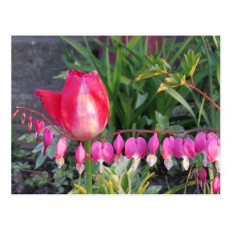 Red Tulip And Pink Bleeding Heart Flowers Postcard
