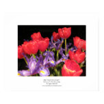 Red Tulip Bouquet I posters