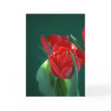 Red Tulip cards by MeetaA Red Tulip cards