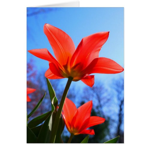 Red Tulip Card zazzle_card
