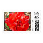 red, flower, tulips, hollnad, floral, annual,