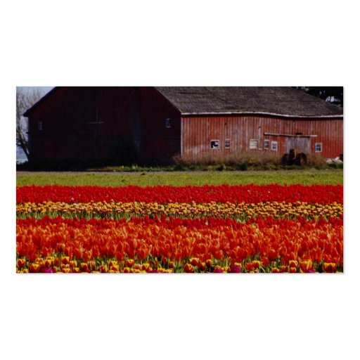 Red Tulip farm, Mt. Vernon, Washington flowers Business Cards (back side)