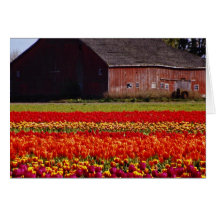 Red Tulip farm, Mt. Vernon, Washington flowers Cards