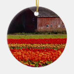 Red Tulip farm, Mt. Vernon, Washington flowers Ornaments