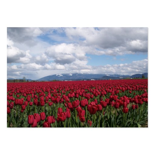 Red Tulip Field Business Card Templates (front side)